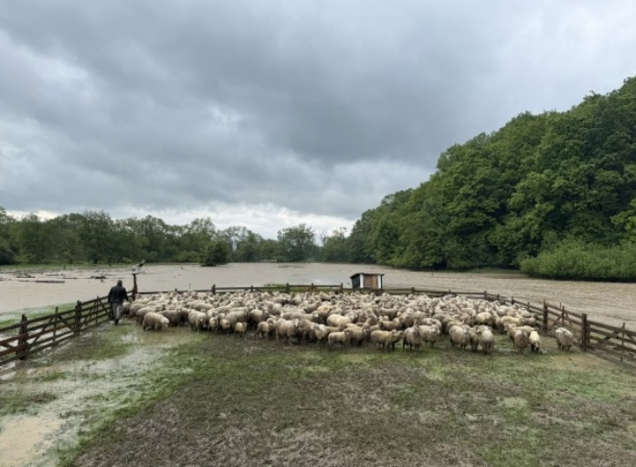Peste 500 de oi, aflate în pericol, la Râșnov, au fost salvate