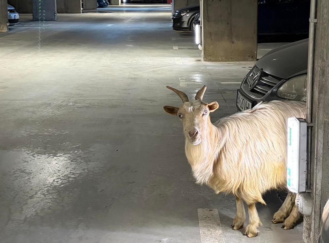 Cine si-a pierdut capra, o gaseste in parcarea subterana din Piata Unirii, Râșnov !
